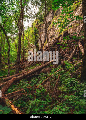 storm devastation of forest in the swiss alps, klontalersee Stock Photo