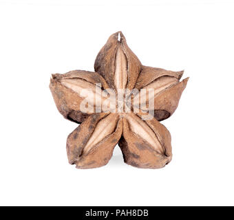 Plukenetia volubilis or sacha inchi peanut seed on white background Stock Photo