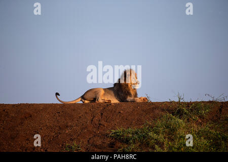 Male South African Lion Panthera leo lying on the bank of a dam in the early morning light