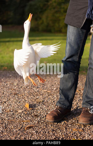 A white Pekin duck, Anas platyrhynchos, that wouldn't leave a tourist alone and kept flying up to her hand looking for bread! Near Warwick, England Stock Photo