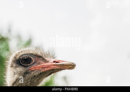 Closeup of the head of an ostrich Stock Photo