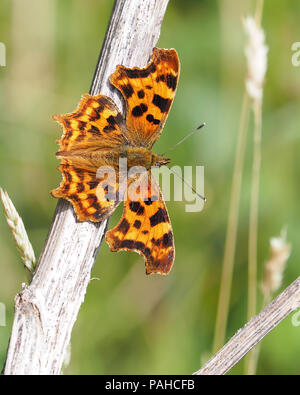 Comma Butterfly (Polygonia c-album) perched on dead plant stalk. Tipperary, Ireland Stock Photo