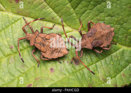Dock Bug nymphs (Coreus marginatus) at rest on bramble leaf. Tipperary, Ireland Stock Photo