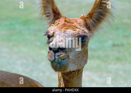 A tan colored alpaca standing outside in a paddock on a farm.  The animals are farmed for their soft wool fleeces. Stock Photo