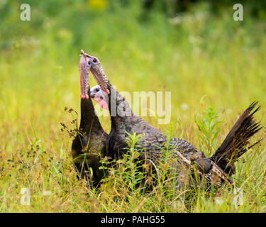 Two wild eastern turkeys, Meleagris gallopavo, fighting to establish dominance in the flock with a third turkey looking on. Stock Photo