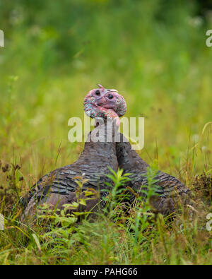 Two wild eastern turkeys, Meleagris gallopavo, fighting to establish dominance in the flock in the Adirondack Mountains, NY USA Stock Photo