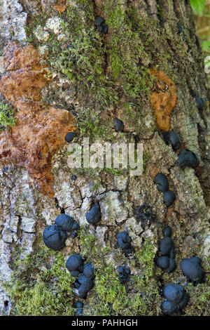 Sudden Oak Death (SOD) disease (Phytophthora ramorum). Stock Photo