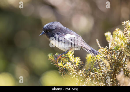 Auckland Tomtit (Petroica macrocephala marrineri), Auckland Islands, New Zealand Stock Photo