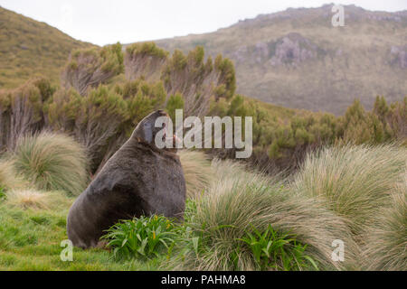 New Zealand Sea Lion, Campbell Island, NZ Stock Photo