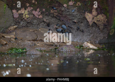 Campbell Island teal (Anas nesiotis), Campbell Island, New Zealand Stock Photo