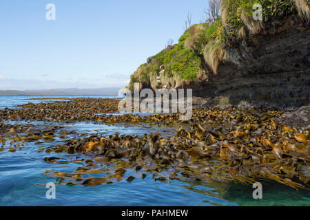 Bull Kelp on Enderby Island, New Zealand Stock Photo