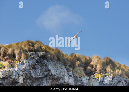 light-mantled albatross (Phoebetria palpebrata), Antipodes Island, New Zealand Stock Photo