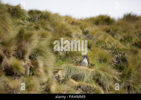 light-mantled albatross (Phoebetria palpebrata), Antipodes Island, New Zealand Stock Photo