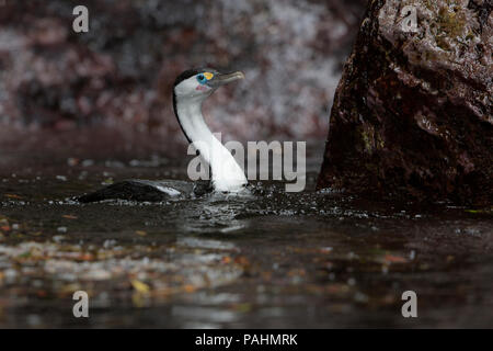 Pied Shag, Dusky Sound Stock Photo