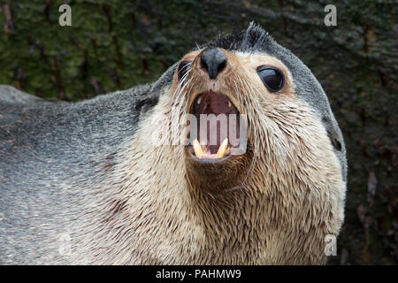 Subantarctic Fur Seal, New Zealand Stock Photo