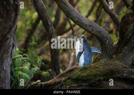 Yellow-eyed Penguin, Enderby Island, New Zealand Stock Photo