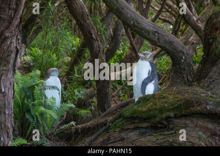 Yellow-eyed Penguin, Enderby Island, New Zealand Stock Photo