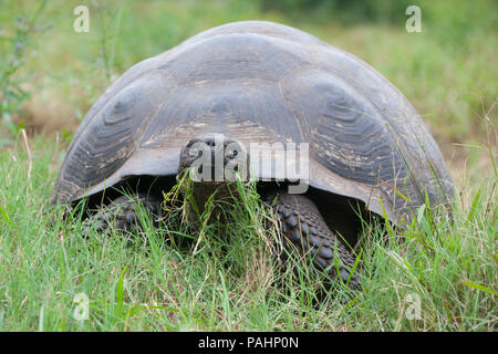 Galápagos giant tortoise, Santa Cruz Island, Galapagos Islands Stock Photo