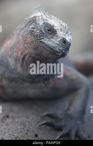 Marine Iguana, Española Island, Galapagos Islands (Amblyrhynchus cristatus venustissimus) Stock Photo