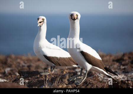 Two Nazca boobies (Sula granti), Galapagos Islands Stock Photo