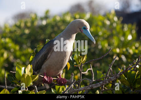 Red-footed Booby (Sula sula), Galapagos Islands Stock Photo