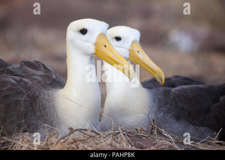 Waved Albatross (Phoebastria irrorata), Galapagos Islands Stock Photo