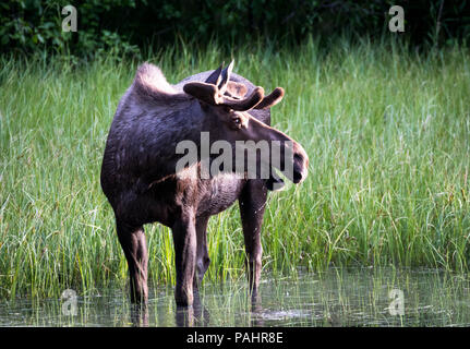 Young bull moose watching the sunset Stock Photo