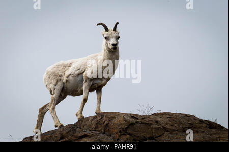 Young Dalls sheep looking over the mountain cliff. Stock Photo