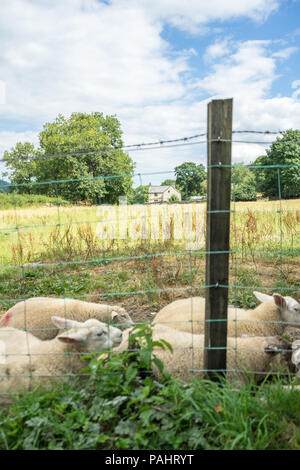 Resting sheep in green field, with fence and farmhouse in the background Stock Photo