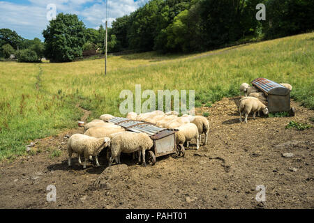 Sheep grazing, feeding, drinking in open field Stock Photo