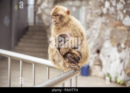 Famous wild macaques that relax in Gibraltar Rock. The Gibraltar monkeys are one of the most famous attractions of the British overseas territory. Stock Photo