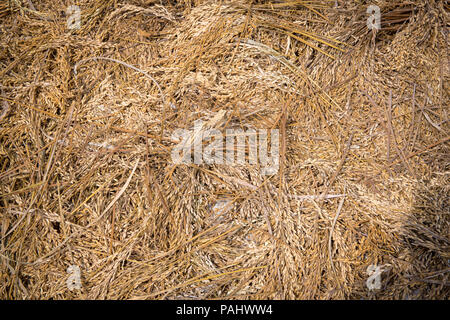 Heart Rice Paddy Farmers dry harvested rice in Midong village, Baishi subdistrict ...