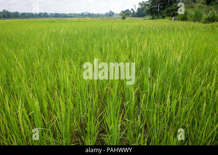 An African rice (Oryza glaberrima) field, Gbedin village, Nimba County , Liberia Stock Photo