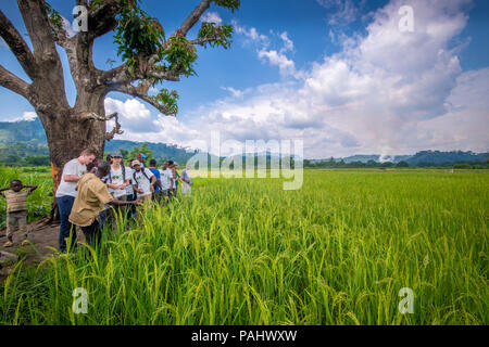 Tourist visit African rice (Oryza glaberrima) field in Gbedin village, Nimba County , Liberia. Stock Photo