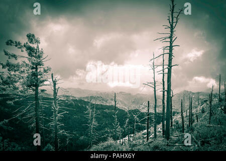 Many dying and dead trees against a low cloud day along the rugged granite cliffs with firs and pine trees along Mt. Lemmon in the Coranado National F Stock Photo