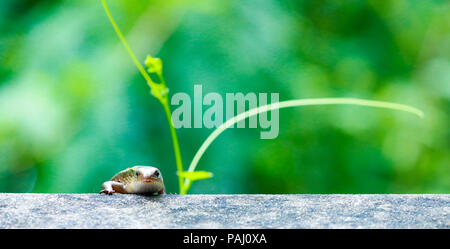 skink on fence wall Stock Photo