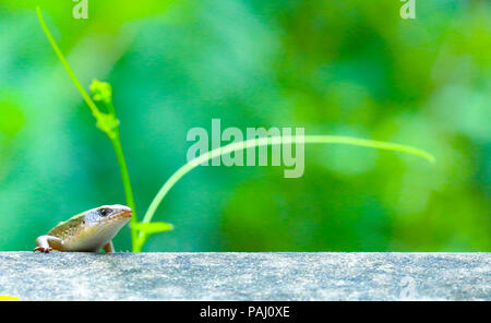 skink on fence wall Stock Photo