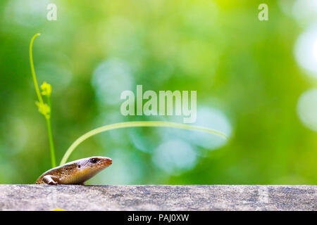 skink on fence wall Stock Photo