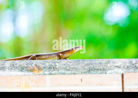 skink on fence wall Stock Photo