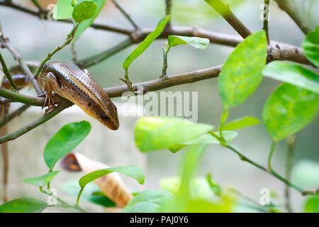 skink on fence wall Stock Photo