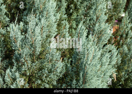 Pine leaf for natural background Stock Photo
