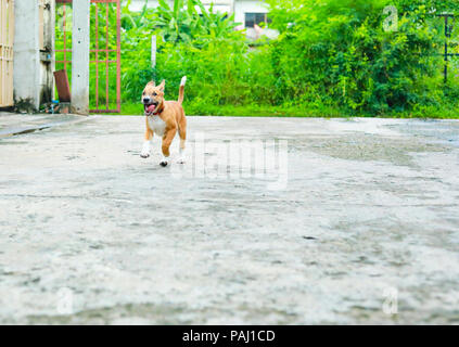 dog running on the road. happy cute funny dog running on the road Stock Photo