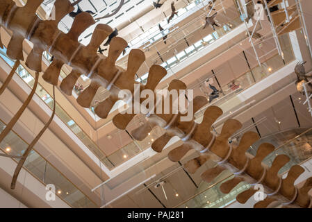 Muse - Science Museum - Trento in northern Italy - interior spaces of the famous interactive museum of natural sciences of Trento designed Renzo Piano Stock Photo