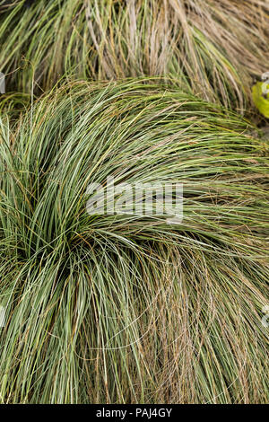 Carex Frosted Curls. Stock Photo