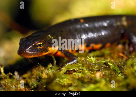 Triturus boscai, Lissotriton boscai, Triton, Anfibio, protected species ...