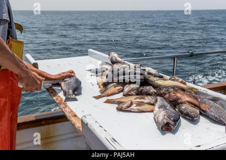 Fisherman Filleting Fish on Boat Stock Photo