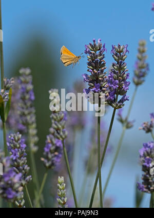 Small skipper Thymelicus sylvestris in flight on garden lavender Stock Photo