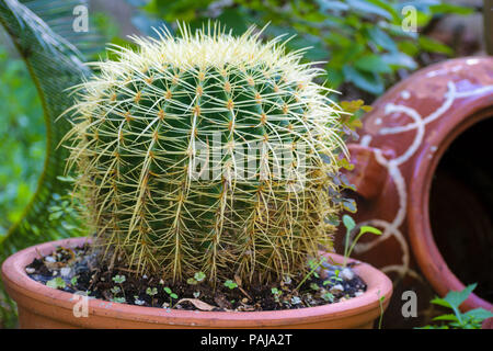 Echinocactus grusonii (Golden Barrel cactus), home garden Stock Photo -  Alamy