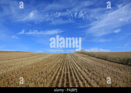 Field of stubble left after the harvest of cereal crops in UK Stock ...