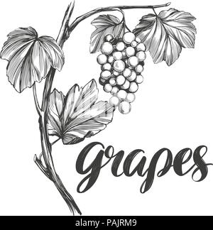 grape vine, grape, calligraphy text hand drawn vector illustration realistic sketch Stock Vector